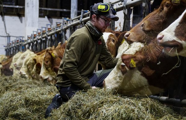 En mann i grønn jakke og caps står ved flere brune og hvite<nolink> kyr og fyller på med silo til kyrne. 