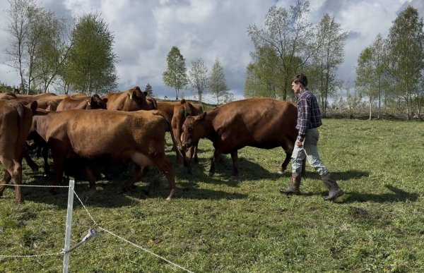 En mann i rutete skjorte og gummistøvler går blant flere brune kyr på et jorde. Rundt dem er det gress, trær og åpent landskap i solskinn.