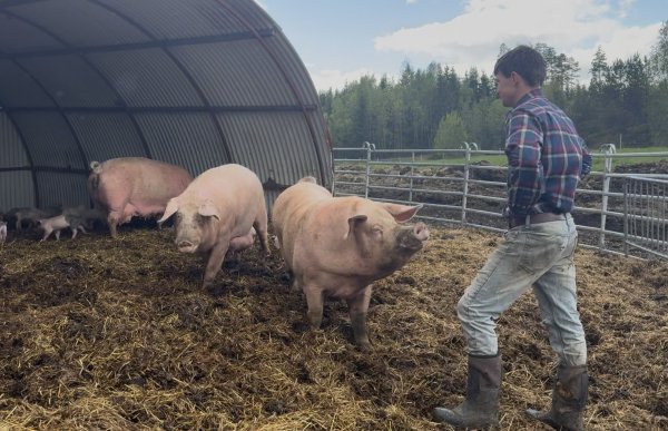 En mann i rutete skjorte og gummistøvler står i en innhegning sammen med flere griser. Dyrene beveger seg rundt på et underlag av halm og jord, og bak dem står et enkelt skjul med buet tak. I bakgrunnen er det trær og gjerder.