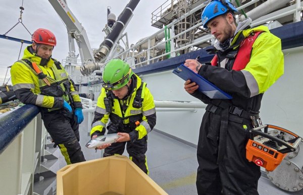 Tre personer i gule arbeidsdresser og hjelm står på et dekk ute i sjøen. En av dem holder en fisk i hendene.