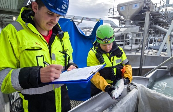 To menn med gule arbeidsdresse står på en dekk ute i sjøen. En av dem holder en fisk og en noterer informasjon på et papir.