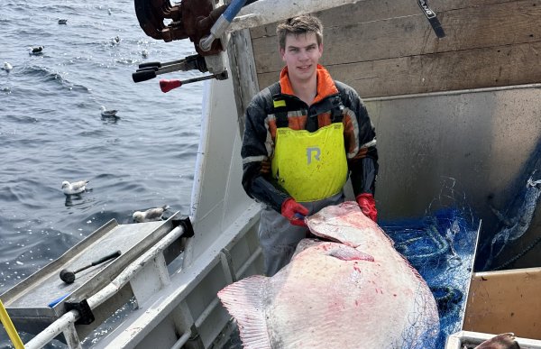 Fisker Daniel Pettersen Hårstadstrand står på dekk på fiskerbåten sin og holder en stor fisk En mann i arbeidsklær og gummihansker holder en stor fisk på dekket på en fiskerbåt