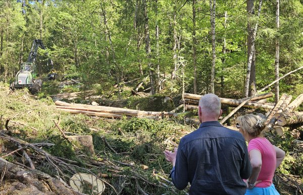 To personer står med ryggen til og ser ut over et hogstfelt i skogen, der en stor hogstmaskin arbeider mellom trær og tømmerstokker.