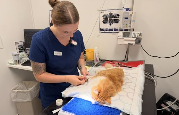 En kvinne arbeider konsentrert ved siden av en oransje katt som ligger på et polstret underlag. Katten får medisinsk oppfølging med utstyr festet til frambeinet, mens overvåkingsutstyr og behandlingsapparater står i bakgrunnen.