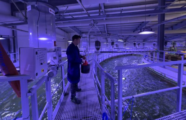 En mann i blå arbeidsfrakk står på en metallplattform ved et stort innendørs oppdrettsanlegg. Han holder en bøtte og ser utover et basseng med fisk. Rommet er opplyst med blått lys.
