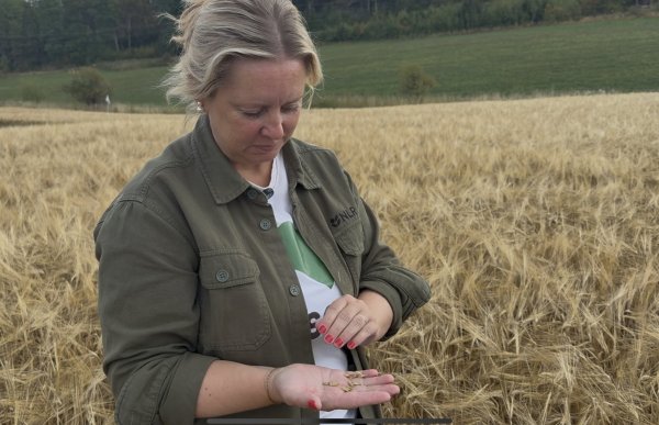 En kvinne står i en kornåker og ser ned på kornaks hun holder i hånden. Hun har på seg en grønn jakke over en hvit T-skjorte. Rundt henne er det modent, gyllent korn, med grønne jorder og skog i bakgrunnen.
