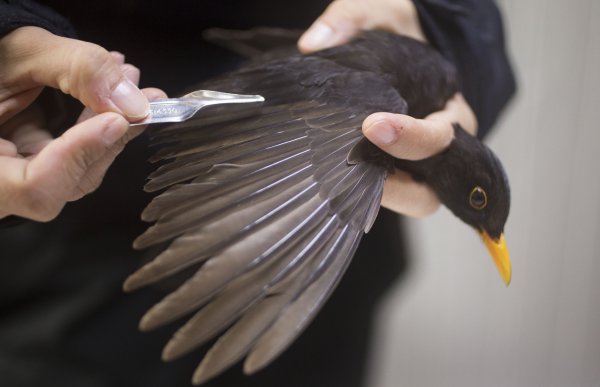 To hender holder i en svart fugl med gult nebb. I den ene hånden har vedkommende en metallbit som brukes i fugleobservasjonen.