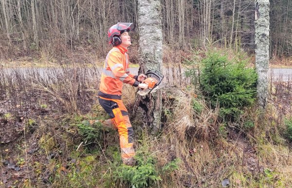 En mann i oransje arbeidsklær med refleks, hørselvern, hjelm og vernebriller står i skogen og titter opp. Han har en motorsag i henda og ser opp fordi han ser på et tre som skal bli felt. 