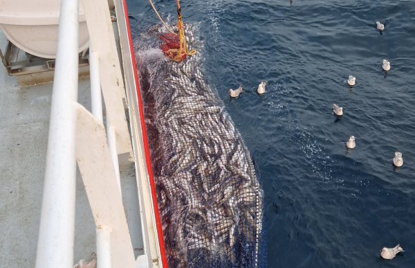 Bildet viser en stor not fylt med mange fisk som blir trukket opp langs siden av en båt. Fisken ligger tett i nettet, og vann fosser av noten mens den løftes. I vannet rundt noten svømmer flere måker og venter på rester. På venstre side sees båtens rekkverk og litt av dekket. Havet er mørkeblåt og lett bølgete.