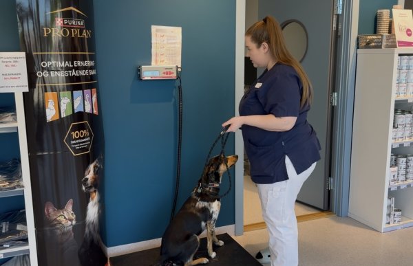 En kvinne med langt, brunt hår i hestehale står ved siden av en svart, brun og hvit hund som sitter på en vekt inne på en veterinærklinikk. Hun har på seg mørkeblå arbeidsuniform og holder hunden i bånd.