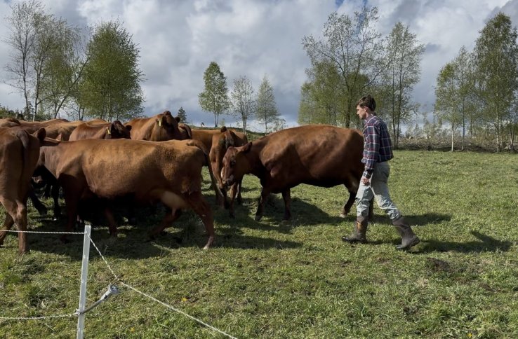En mann i rutete skjorte og gummistøvler går blant flere brune kyr på et jorde. Rundt dem er det gress, trær og åpent landskap i solskinn.