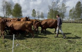 En mann i rutete skjorte og gummistøvler går blant flere brune kyr på et jorde. Rundt dem er det gress, trær og åpent landskap i solskinn.