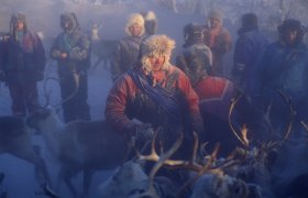 En reindriftsutøver med rein rundt seg