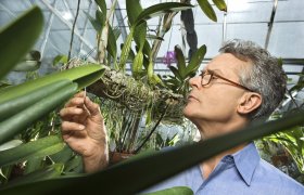 Planteinspektør sjekker plante