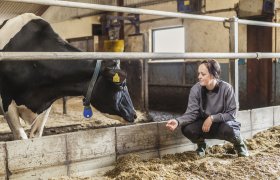 Røkter som steller med kyr.