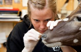 Taksidermist som stopper ut et dyr