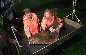 Kveiteoppdrett på Havforskningsinstituttet på Austevoll