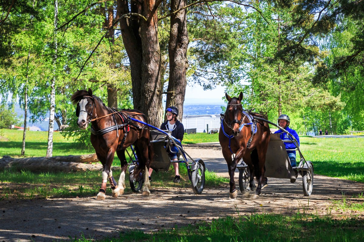 To travhester på området til Norsk Hestesenter.
