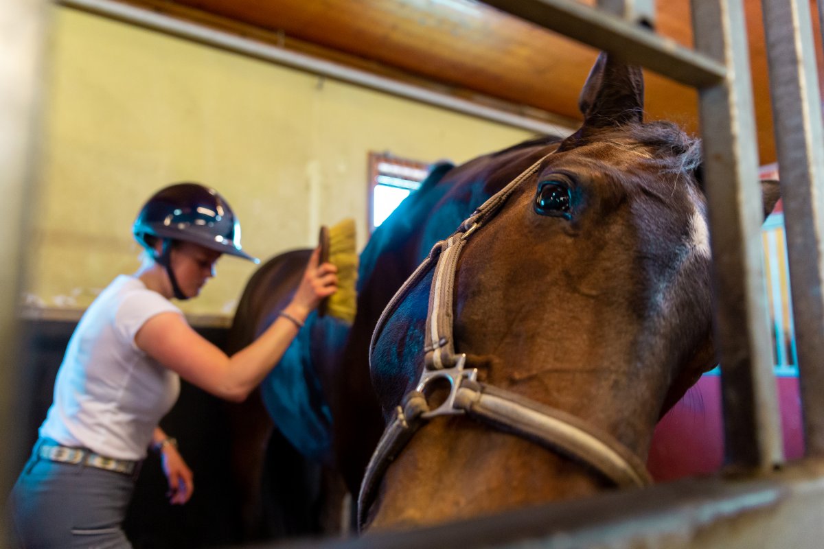 RIdelærerstudent strigler hest.