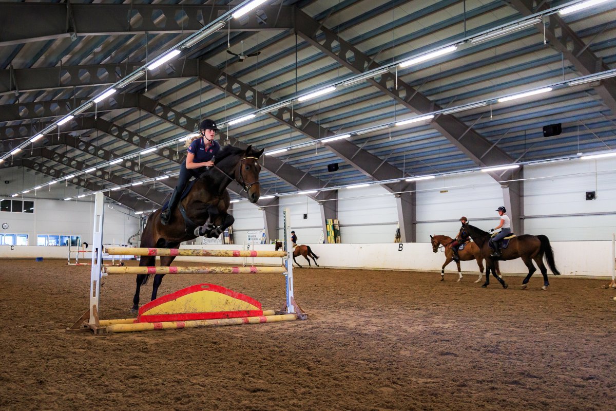 Hest hopper hinder i ridehus.