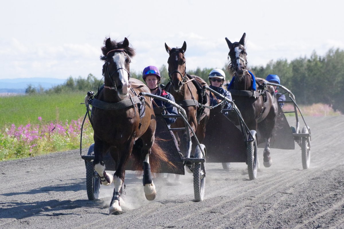 Travstudenter trener hest.