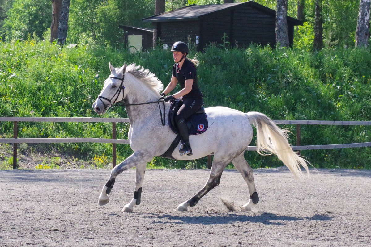 Hest galopperer på utebane.