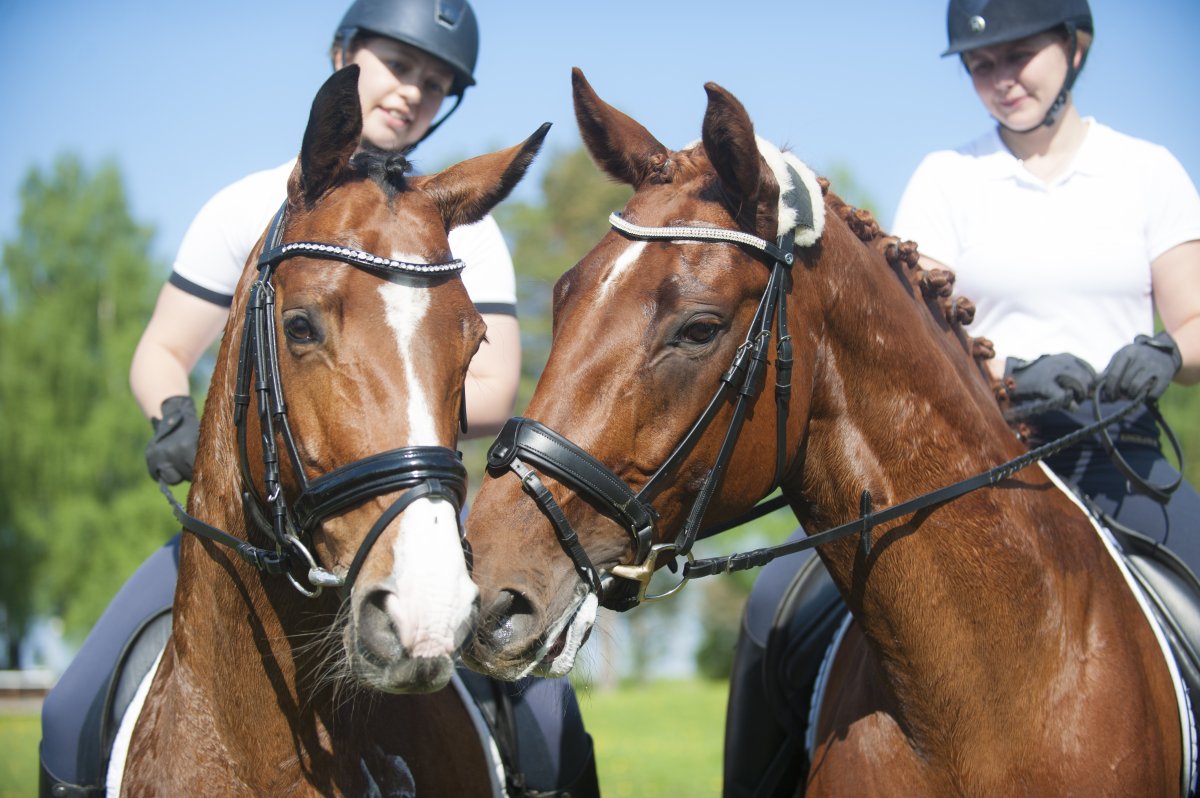 To ridelærerstudenter til hest.