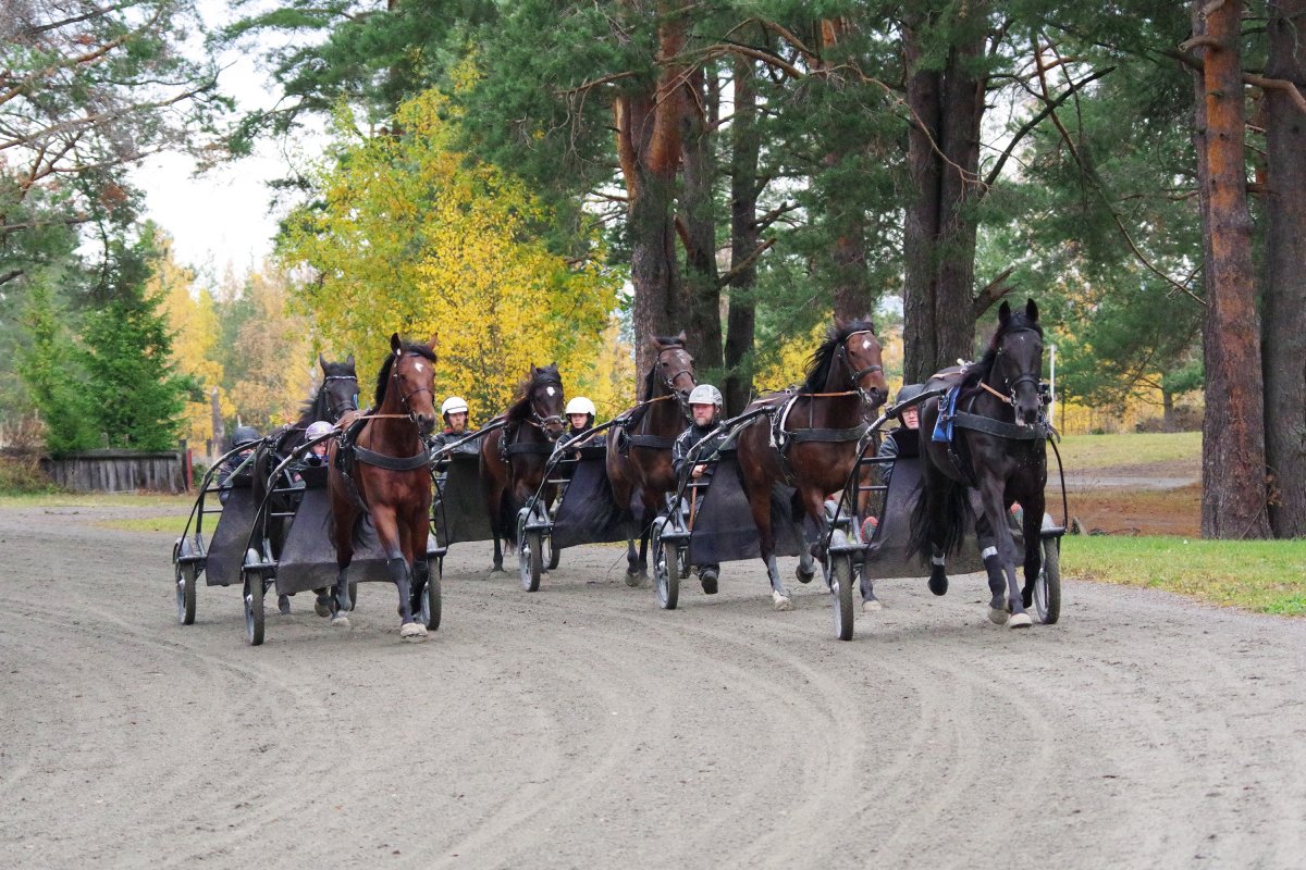 Travstudenter trener hest.